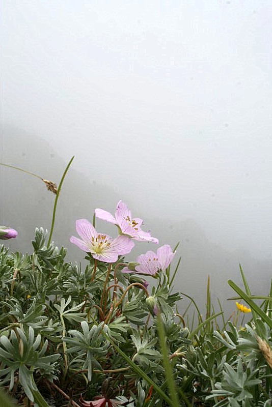 Geranium argenteum / Geranio argentino